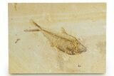 Detailed Fossil Fish (Diplomystus) - Wyoming #320357-1
